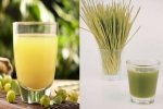 Amla Juice Vs Wheatgrass Juice health update, Amla Juice Vs Wheatgrass Juice comparision, amla juice vs wheatgrass juice for fatty liver, Way