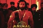 Animal, Animal for Filmfare, record breaking nominations for animal, Celebrate