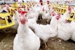 Bird flu USA outbreak, Bird flu loss, bird flu outbreak in the usa triggers doubts, Virus
