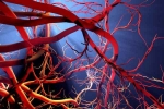 Blood Vessels Stretch health check, Blood Vessels Stretch news, how far can blood vessels stretch if laid out end to end, Sachin