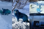 viral, blue dogs, bright blue stray dogs found in russia, Dogs