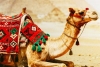 Benefits and Side Effects of Camel Milk