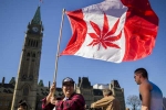 Legalize, Canada, canada senate legalizes recreational marijuana, Recreational marijuana