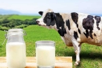 Cow Milk Protein good for health, Cow Milk Protein bad for health, can cow milk protein lead to type 1 diabetes, History
