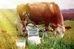 Cow Milk for health, Cow Milk price, ten health benefits of consuming cow milk, Osteoporosis