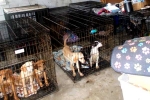 Dog Meat South Korea latest, Dog Meat South Korea updates, consuming dog meat is a right of consumer choice, Dogs