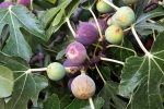 Figs benefits, Figs, are figs really vegetarian or non vegetarian, Charity