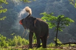 Sujatha, California, beloved 47 year old indian elephant dies in california zoo, Santa barbara