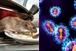 Hantavirus mutation, Hantavirus, is hantavirus mutating to become more contagious, Hantavirus 2026