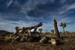 joshua tree national park map, california, joshua tree national park may take 300 years to recover from shutdown, Government shutdown