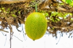 Snake Venom in minutes, plant medicine for Snake Venom, this miraculous plant can neutralise snake venom in minutes, Garden