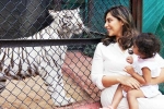 Klin Kaara birthday, Klin Kaara celebrations, klin kaara meets her namesake tigress on second birthday, Car