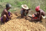 Pepsico, commercial potato farming, pepsico case potato farmers in gujarat seek compensation for harassment, Pepsico