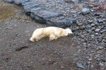 Polar Bear In Iceland new breaking, Polar Bear In Iceland breaking, polar bear appears in iceland for the first time in 8 years, Hungry