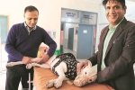 NRI treats his pet Dog in India, NRI treats his pet Dog in India, nri visits india for pet surgery, Medical tourism