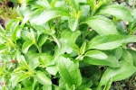 Stevia Blood Sugar Levels, Stevia new updates, is consuming stevia bad for blood sugar levels, Sweet Stevia Blood Sugar Levels, Stevia new updates, is consuming stevia bad for blood sugar levels, Sweet