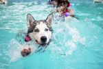 Dog Fitness research, Dog Fitness suggestions, how can swimming boost your dog s fitness, Less stress