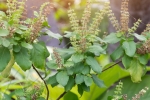 tulsi for acne free skin, how to use tulsi for skin, tulsi for skin how this indian herb helps in making your skin acne free glowing, Natural glow