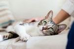 United states, pet cats, two pet cats in new york test positive for covid 19, Dogs