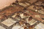 Rats Are Worshipped In Temple, Temple Full Of Rats, temple where rats are protected, Karni mata