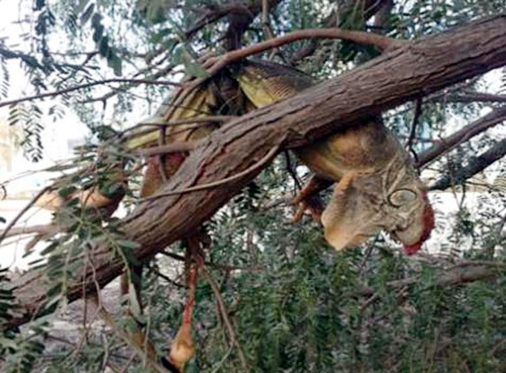 Group of youth mercilessly kills an Iguana...