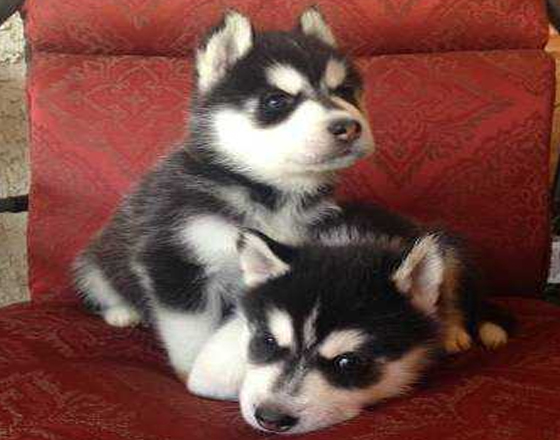 Akc pure breed siberian husky puppies
