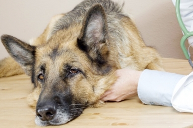 Pet Owners Are Warned About Outbreak Of Canine Influenza