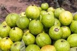 Guava latest breaking, Guava latest breaking, who should be careful with guava, Summer Guava latest breaking, Guava latest breaking, who should be careful with guava, Summer