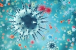 pandemic, China, a new virus discovered in china is another pandemic on the way, H1n1 pandemic, China, a new virus discovered in china is another pandemic on the way, H1n1
