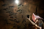 Wuhan CDC bat research, Coronavirus, a sensational video of scientists of wuhan cdc collecting samples in bat caves, Wuhan cdc